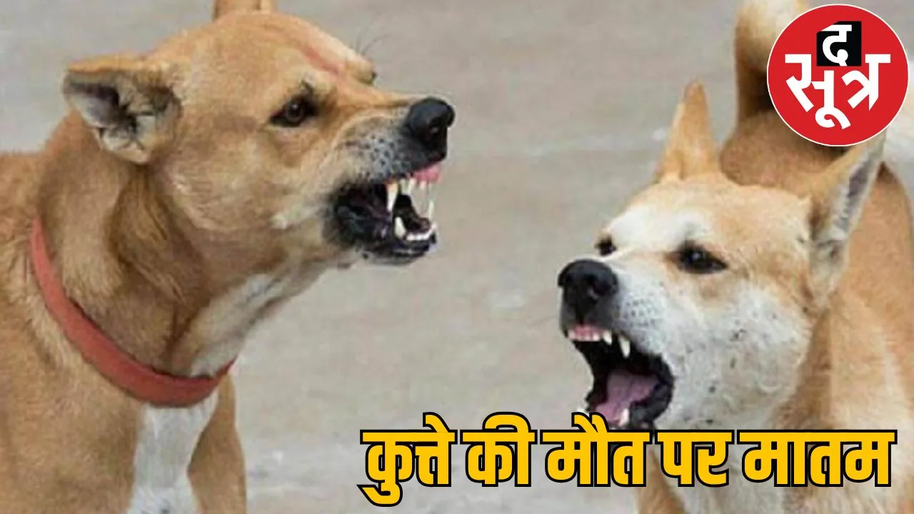Street dog killed feeding poison dog lovers created ruckus bilaspur