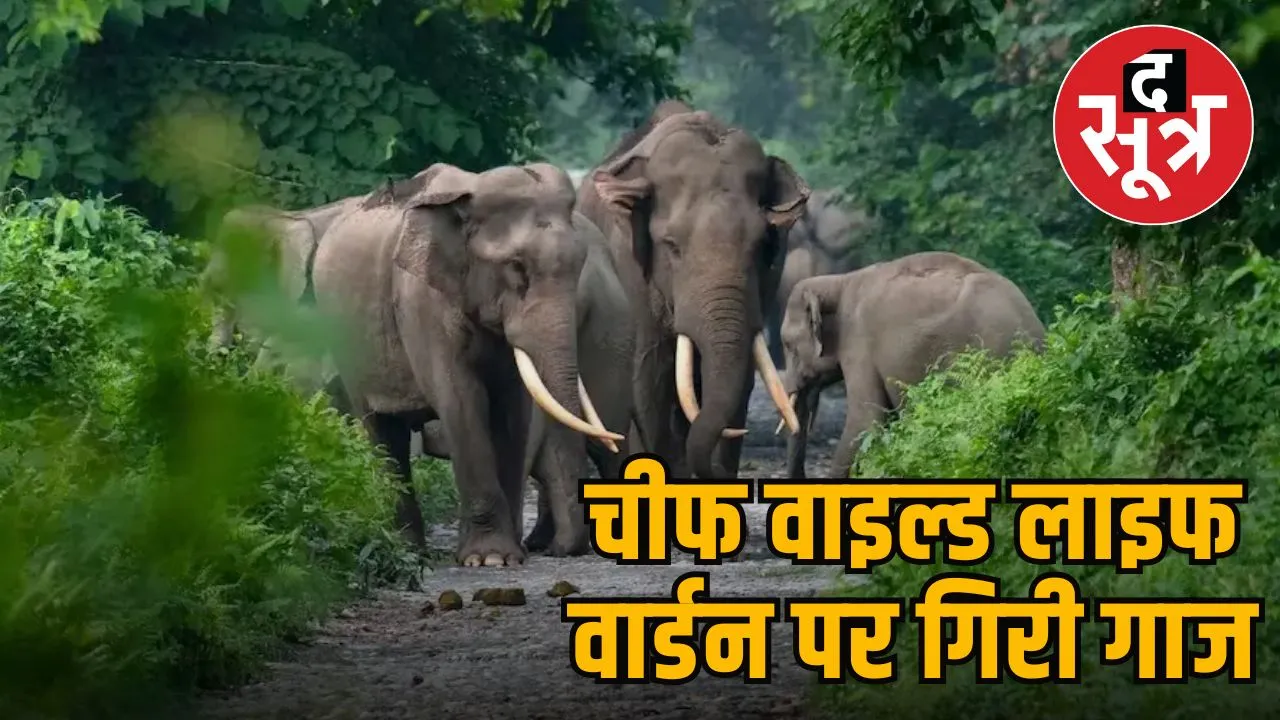 elephant hadsa