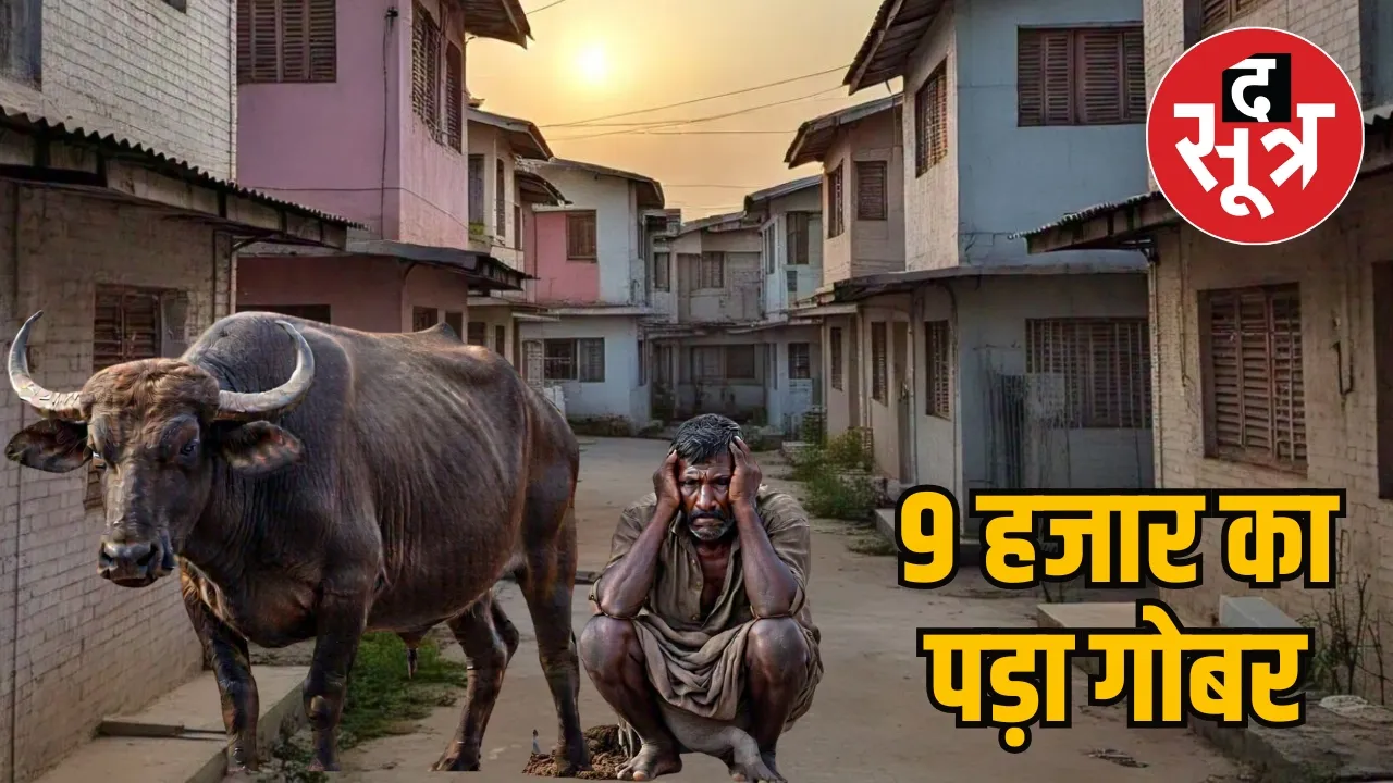 Buffalo dung