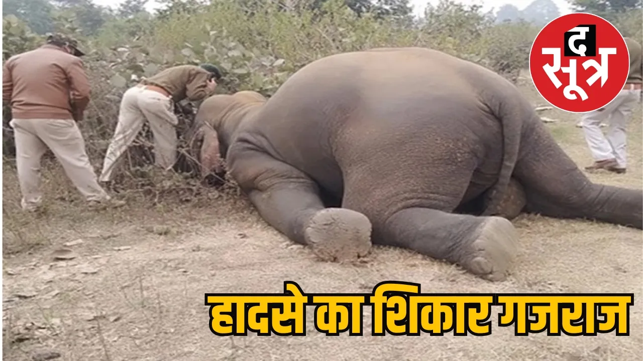 elephant death
