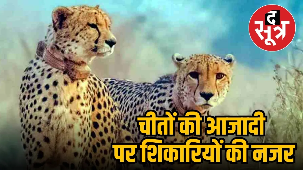 कूनो चीता