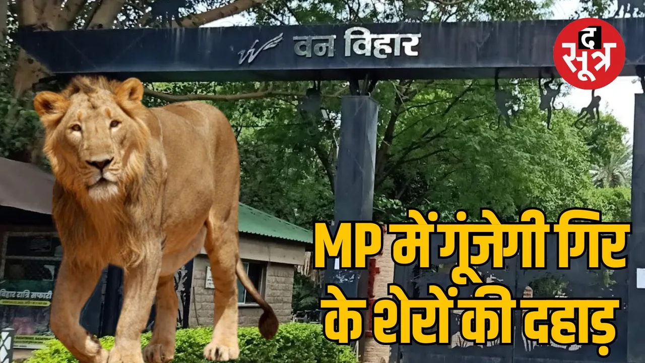 Lions of Gujarat will roar in Bhopal Van Vihar