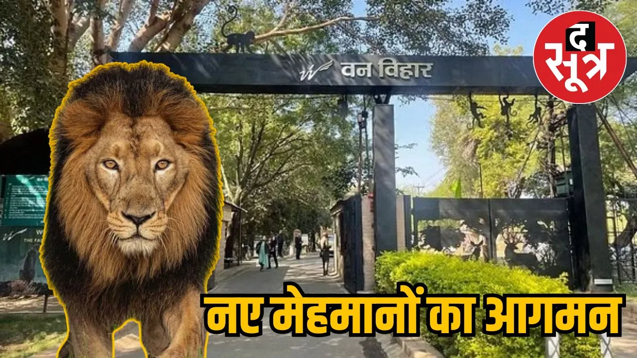 lion