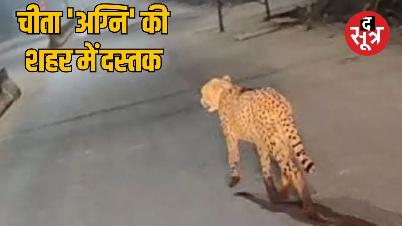 kuno-national-park-cheetah-sheopur-urban-area-entry-tracking