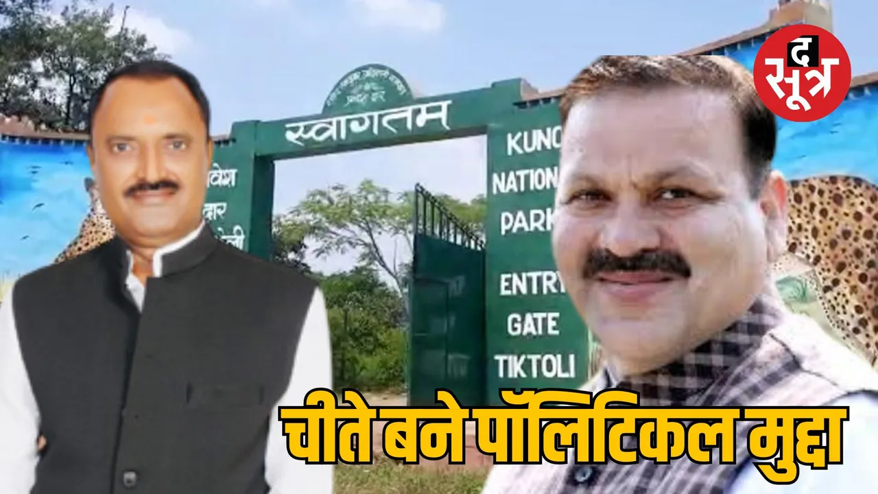 sheopur cheetahs movement politics and challenges