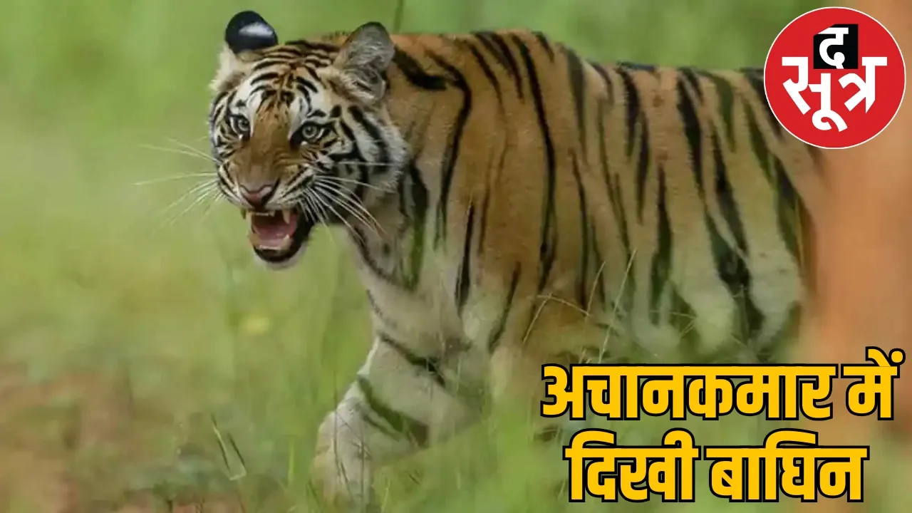 Siddha Mata Mandir road closed due to sighting of tigress bilaspur