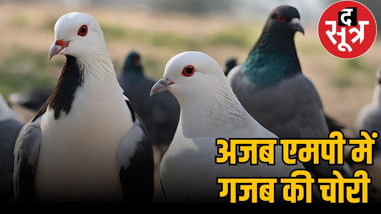 bhopal-pigeon-theft