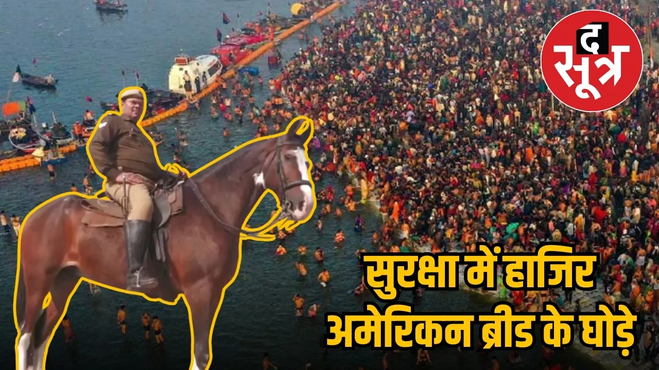american warmblood breed horses to guard in mahakumbh