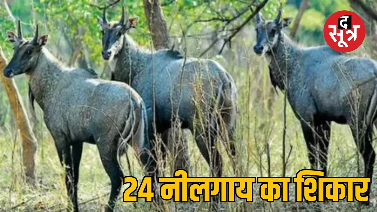 Rajasthan Jaipur 24 Nilgai hunting