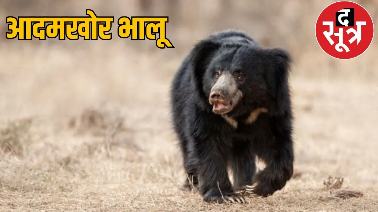 Father and son died in bear attack in Kanker the sootr