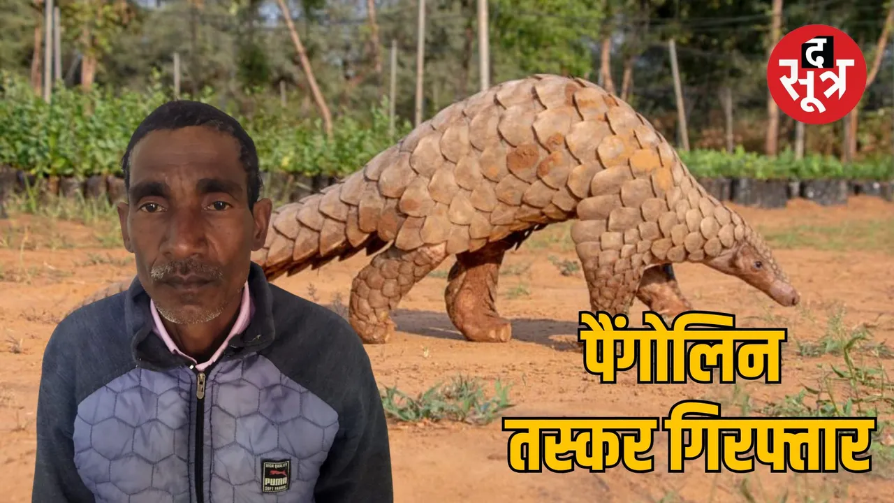 jabalpur stf arrested pangolin smuggler