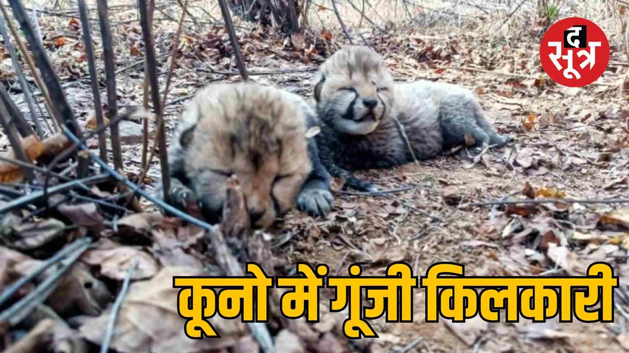 kuno national park new cheetah cubs birth