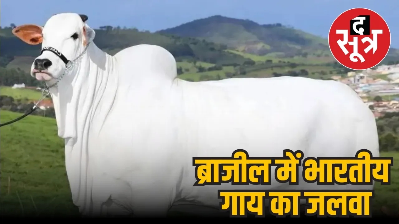 cow sold 40 crore