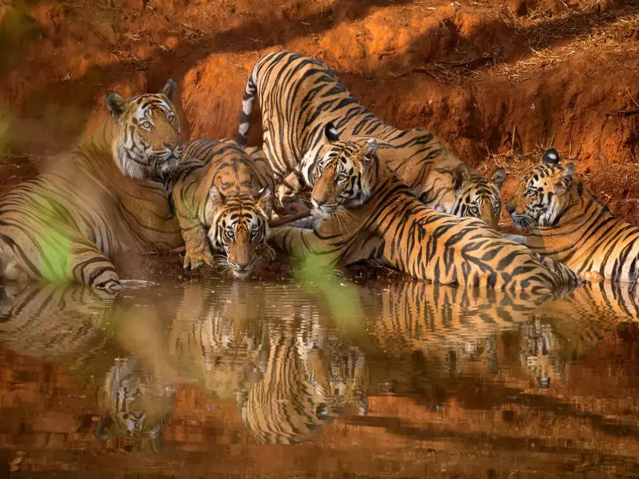 TIGER