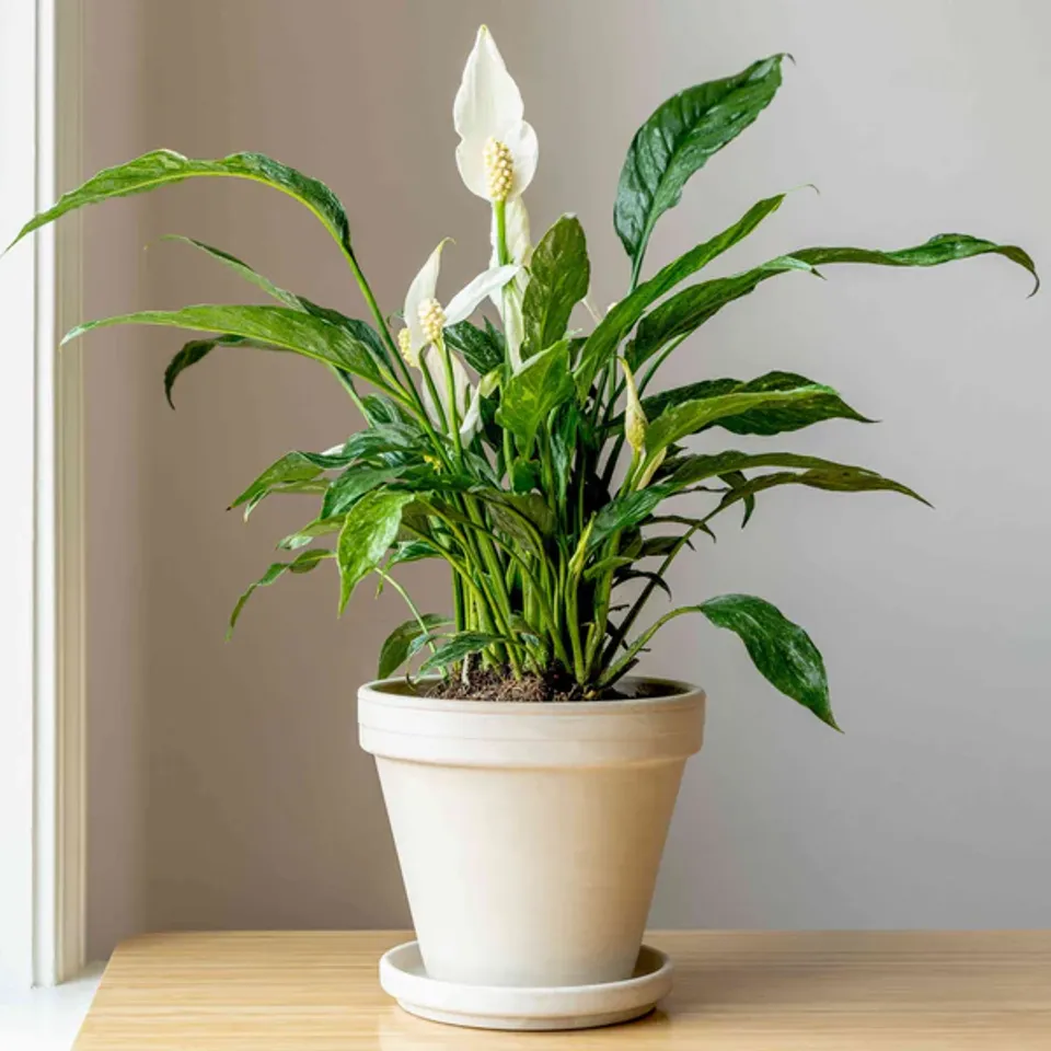 plantss