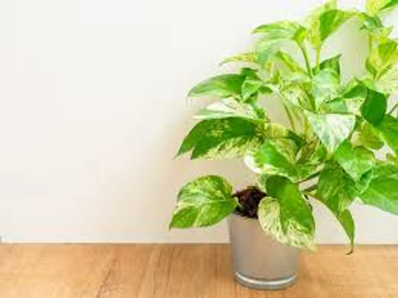 plantss.