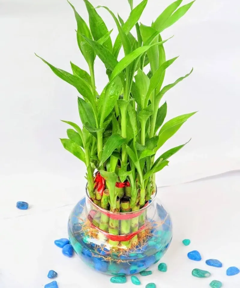 bamboo