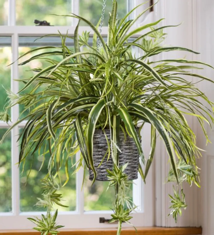 plantss