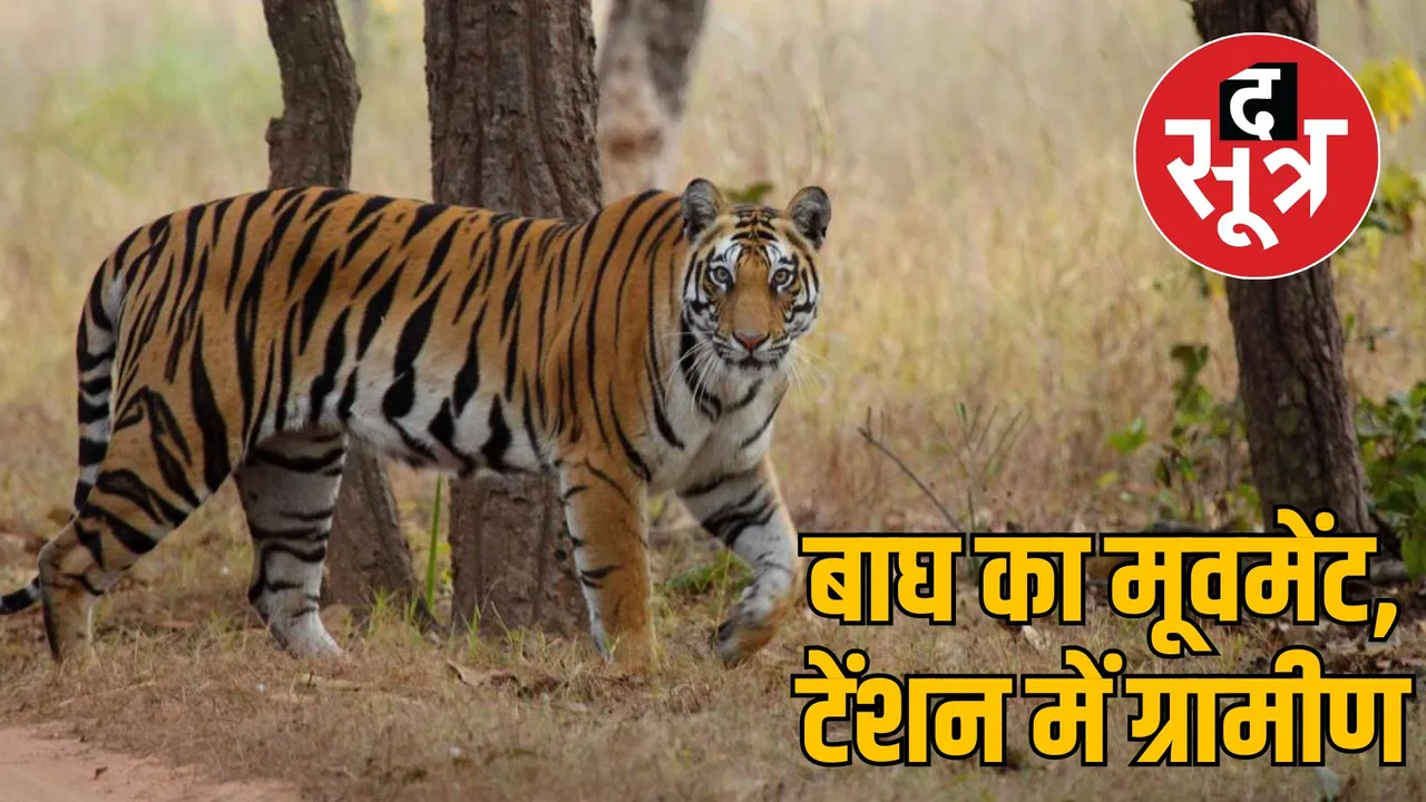 bandhavgarh tiger reserve Tiger movement villages madhya pradesh