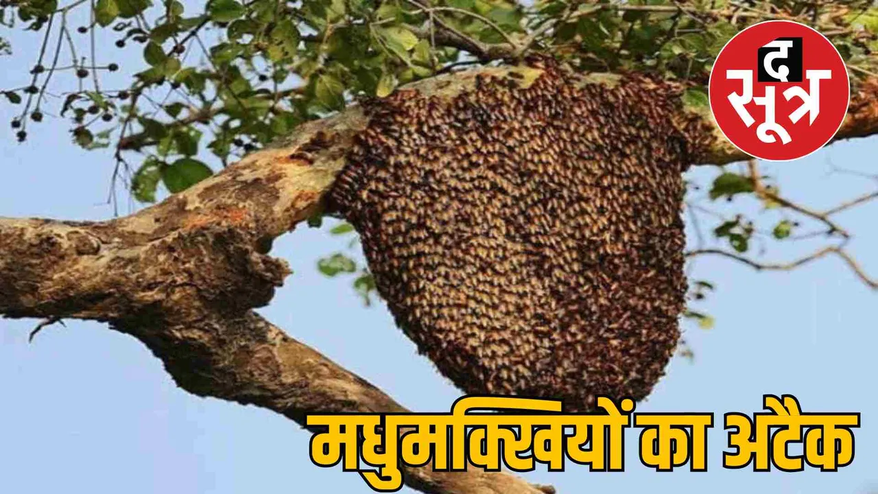 madhya pradesh bee attack damoh funeral procession