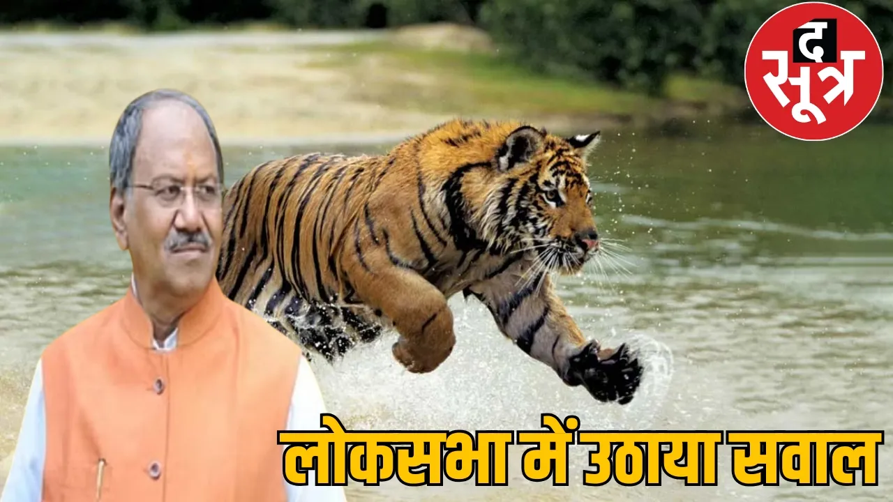 MP Brijmohan is concerned over the decreasing number of tigers the sootr