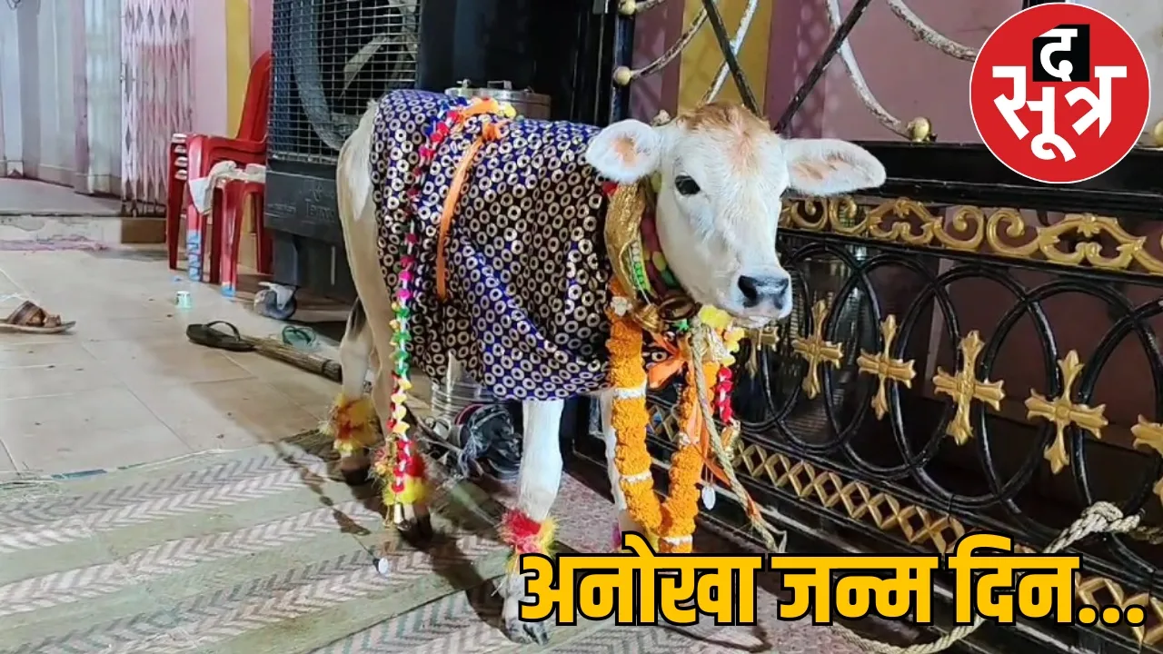 Cow calf birthday Dhamtari the sootr