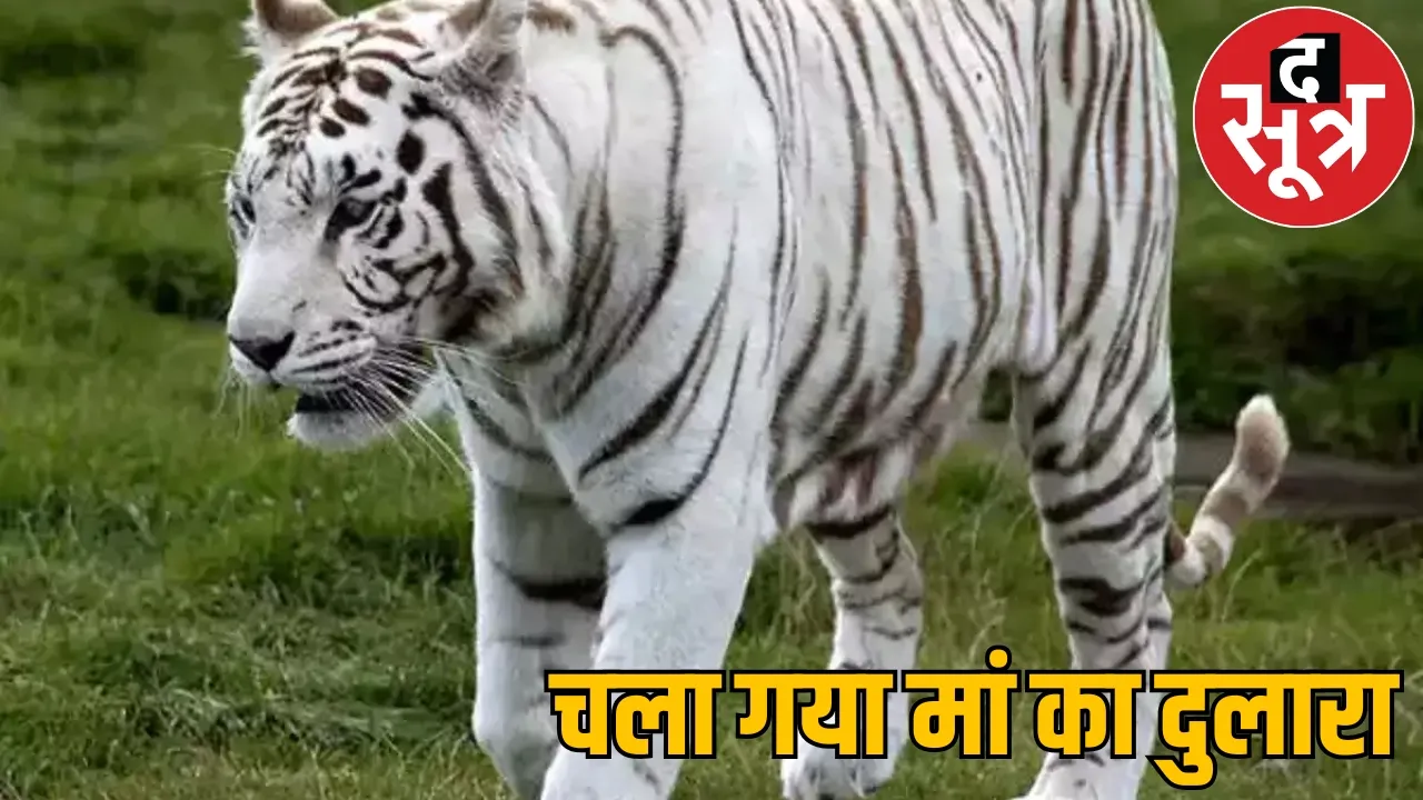 White tiger dies heart attack Kanan Pendari Zoo the sootr