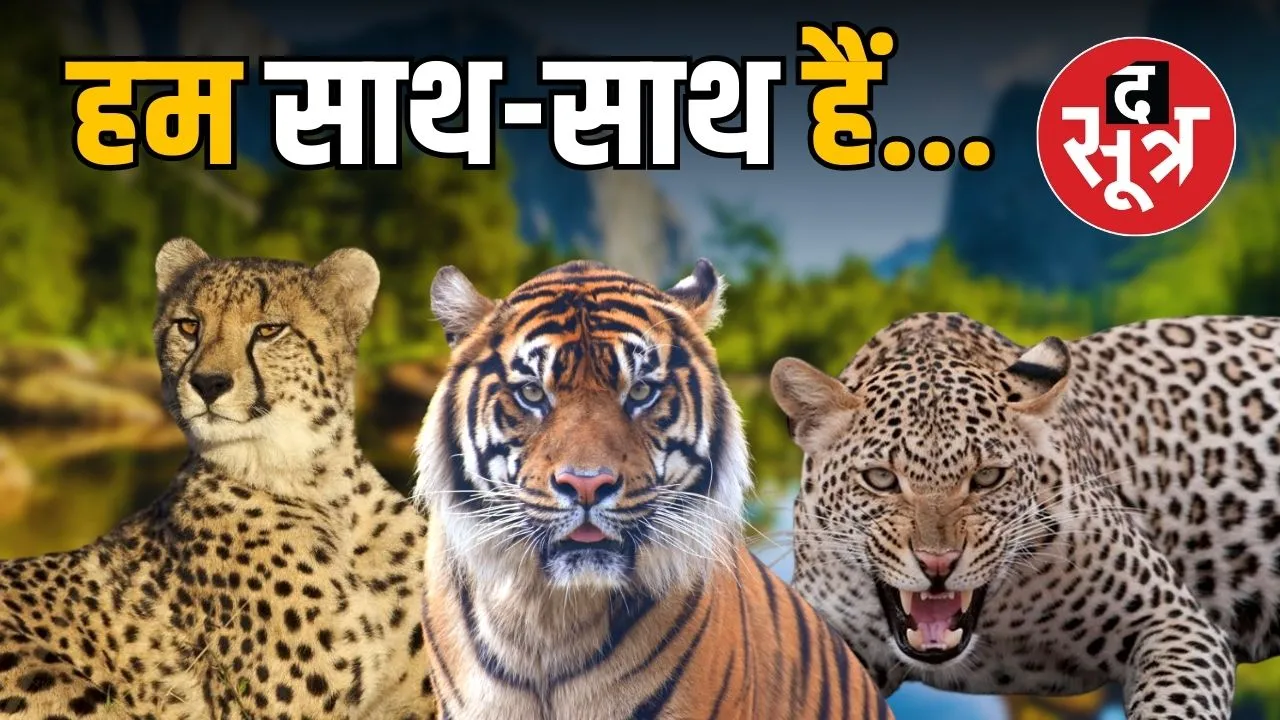 mp-sagar-cheetah-habitat-rani-durgavati-tiger-reserve