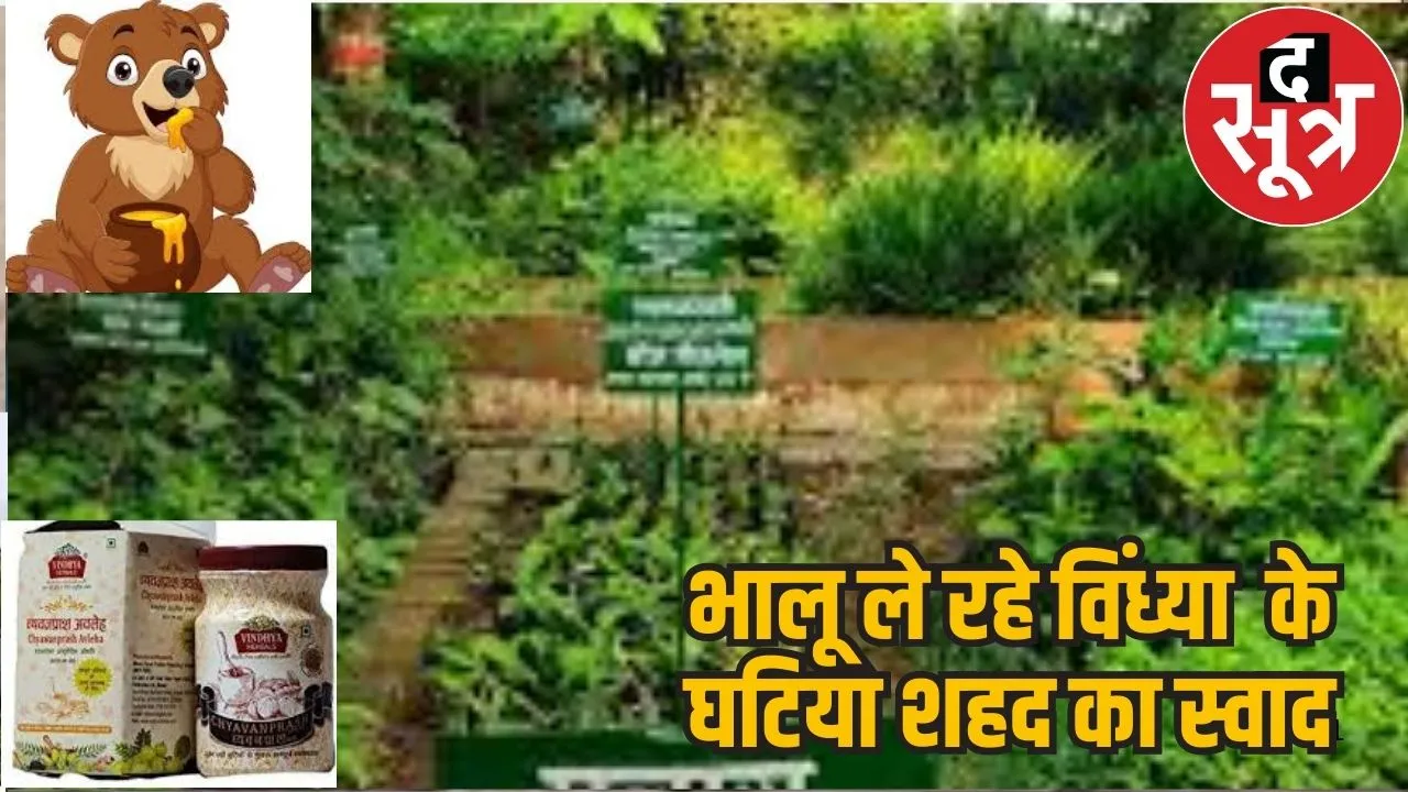 vindhya herbals