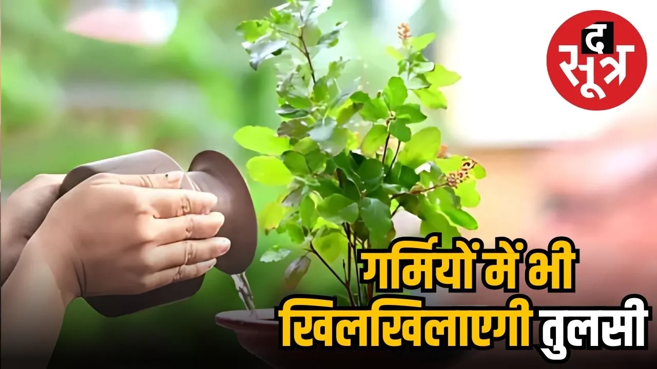 तुलसी का पौधा 