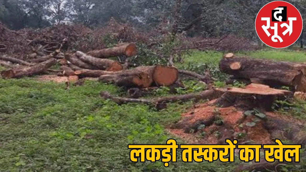 Indiscriminate cutting of forests in Balrampur Ramanujganj administration silent the sootr
