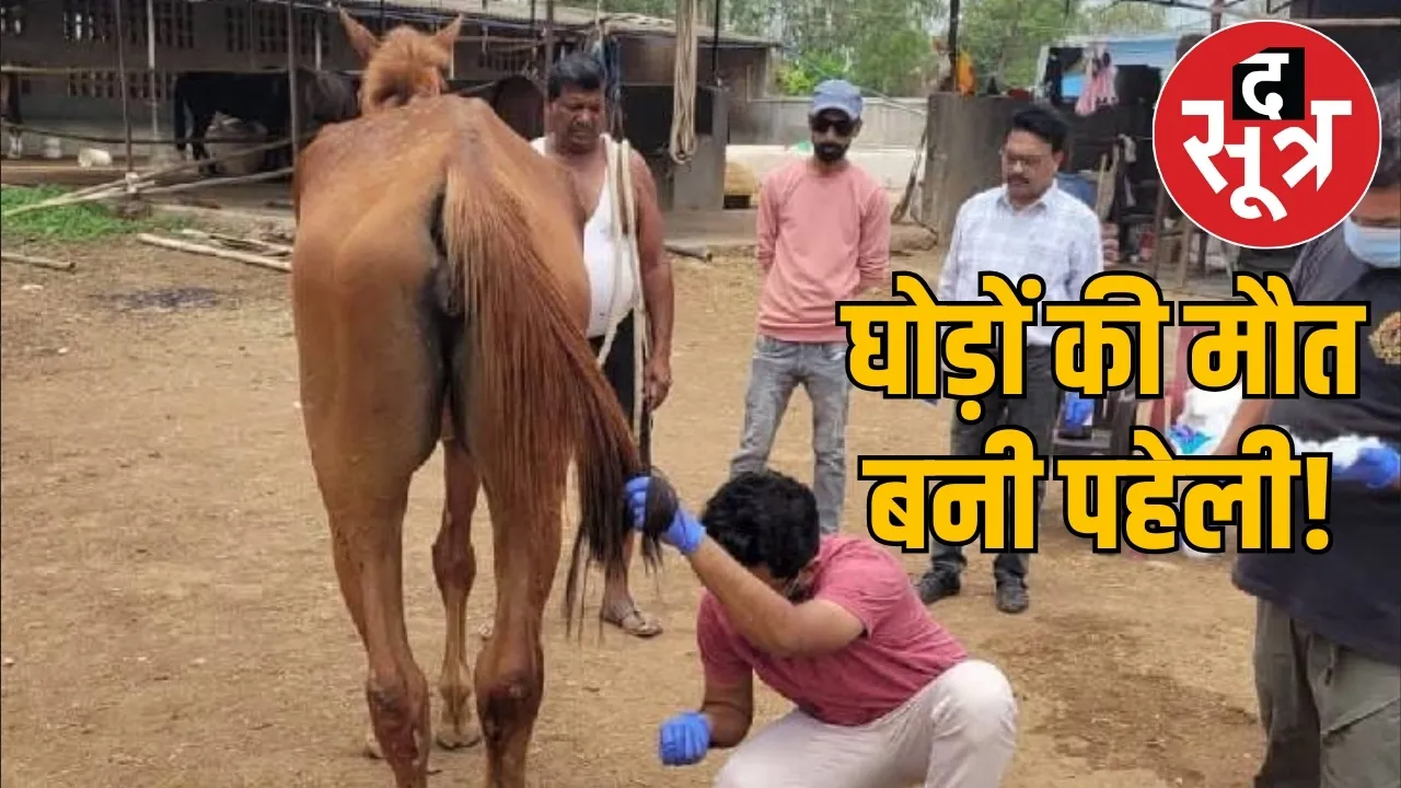 horse-cruelty-death-administration-disease-excuse