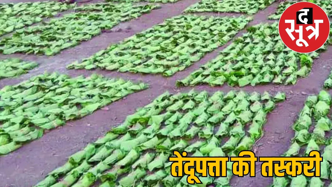 Smuggling tendu leaves from Jharkhand to Chhattisgarh Profit 5000 rupees per sack
