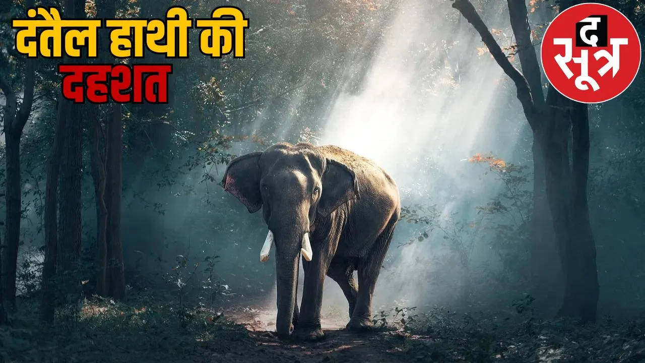 Fear elephant Raigarh one person broke bones panic many villages