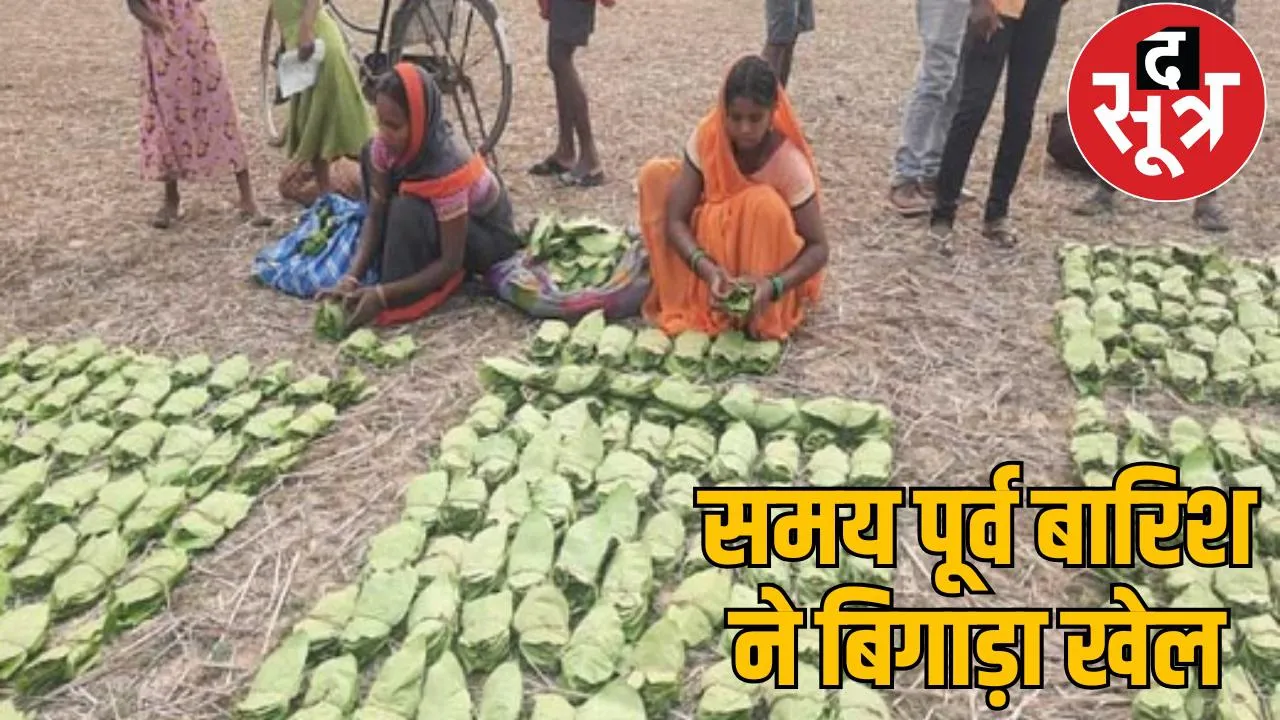 Despite increased rates of tendu leaf collection, collectors and committees are facing losses the sootr