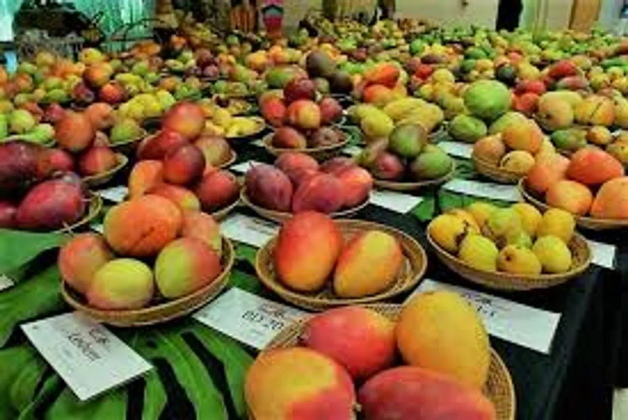 MANGO3