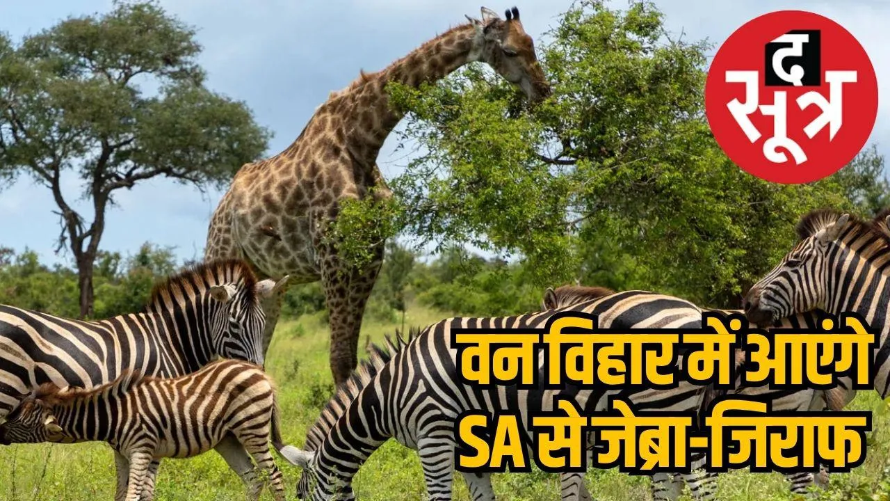 Tourists will get to see Zebra-Giraffe