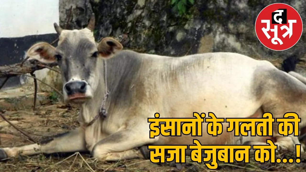 Cow operated in Chhattisgarh 80 kg plastic removed from stomach