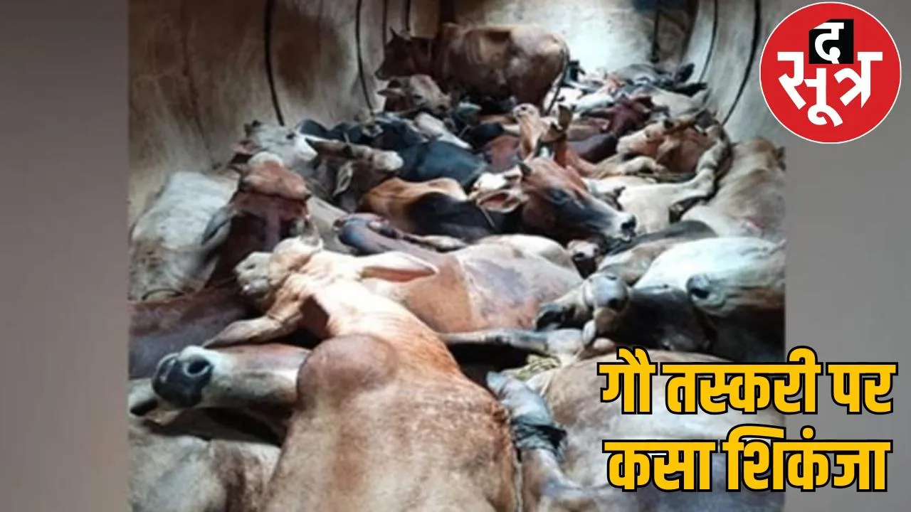 Police arrested four people for cow smuggling and recovered 37 cattle the sootr