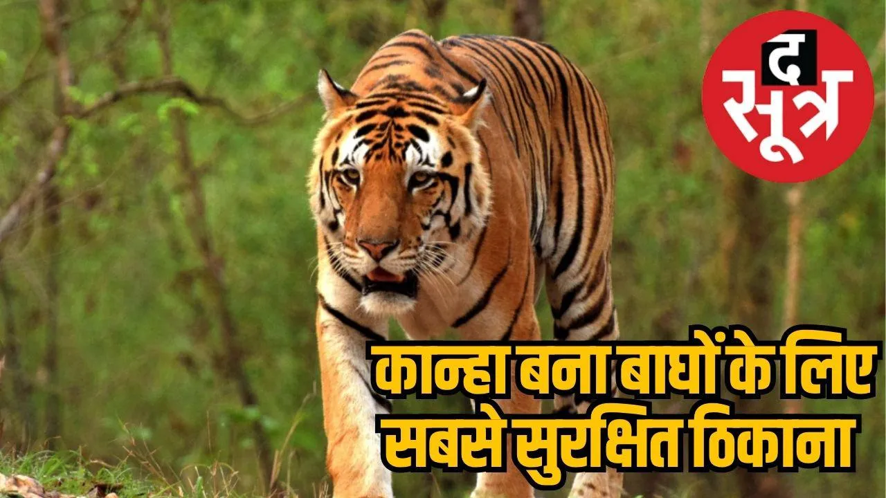 Kanha declared best habitat for tigers in India