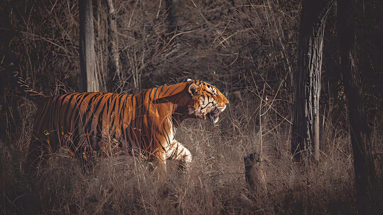  Panna Nation Park