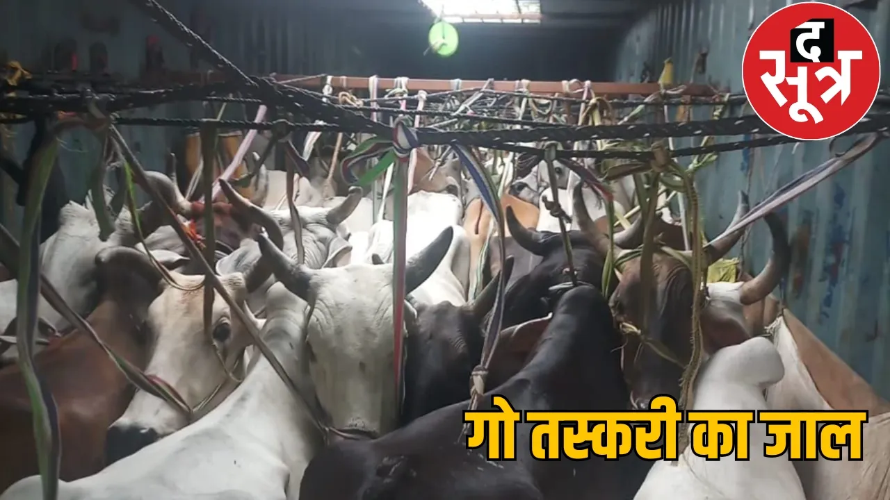 Cow smuggling in Chhattisgarh the sootr