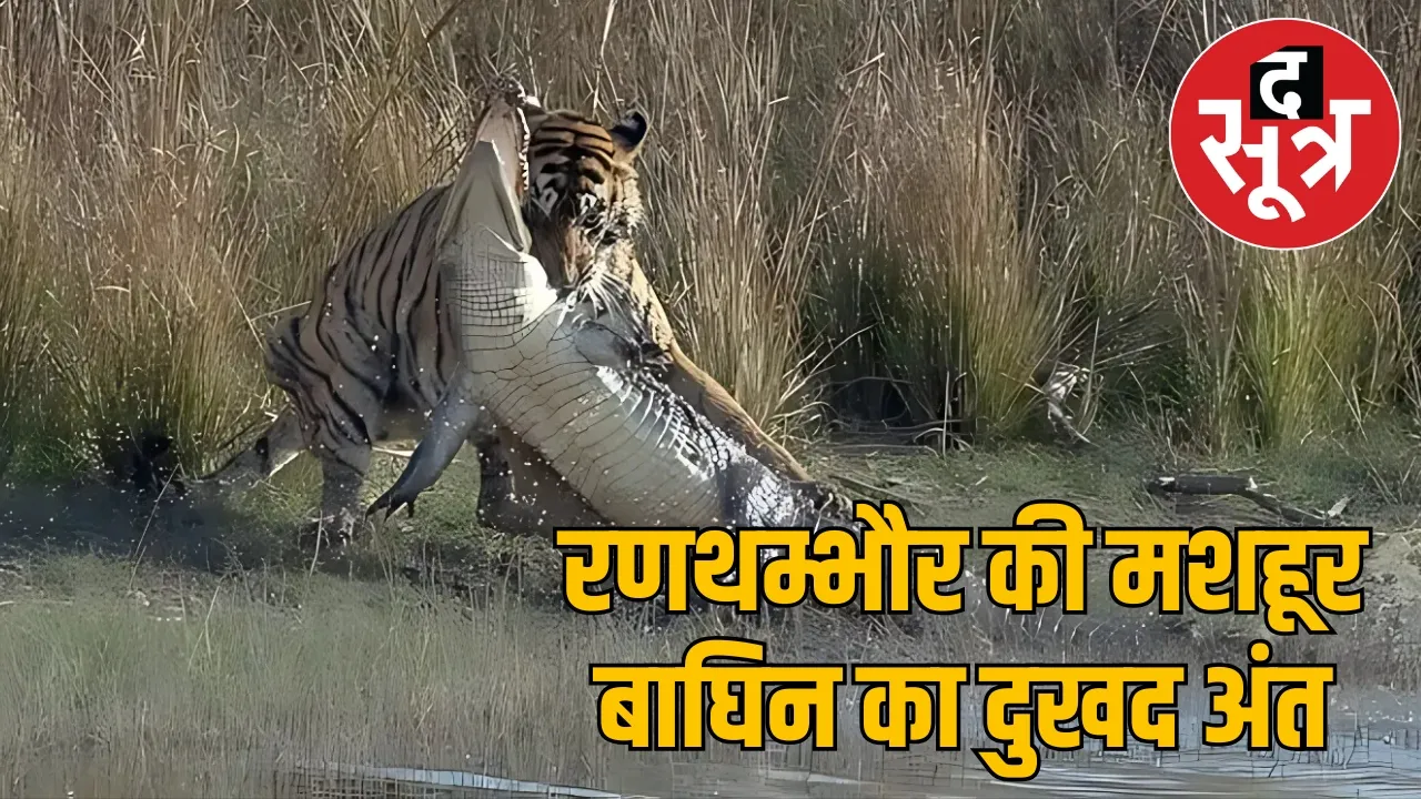 tigress-arrowhead-passes-away-three-cubs