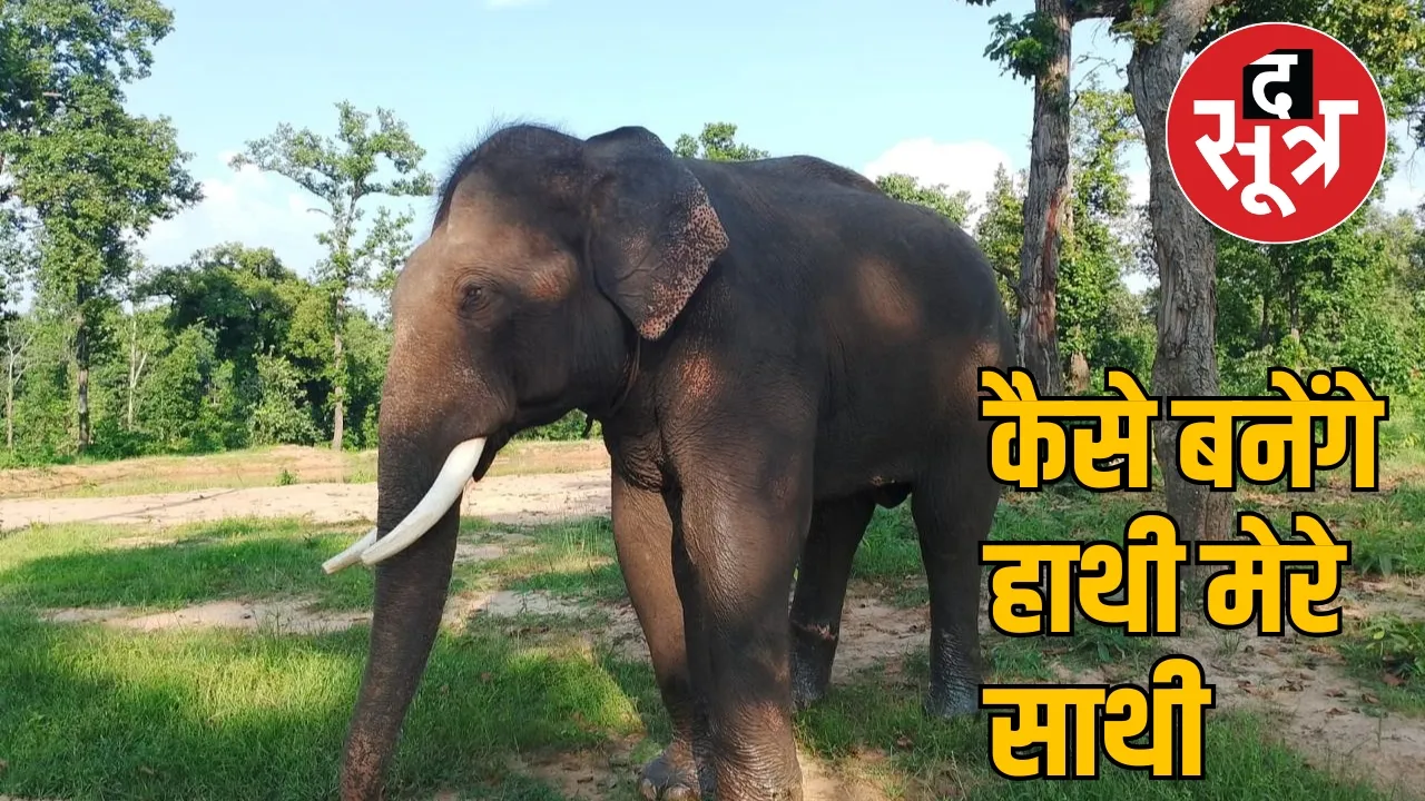 Forest department has a budget the sootr