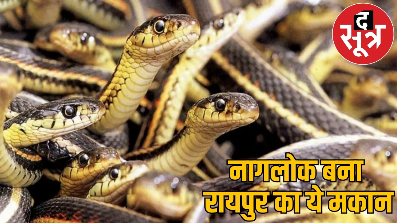 35 snakes found together one house raipur created stir the sootr
