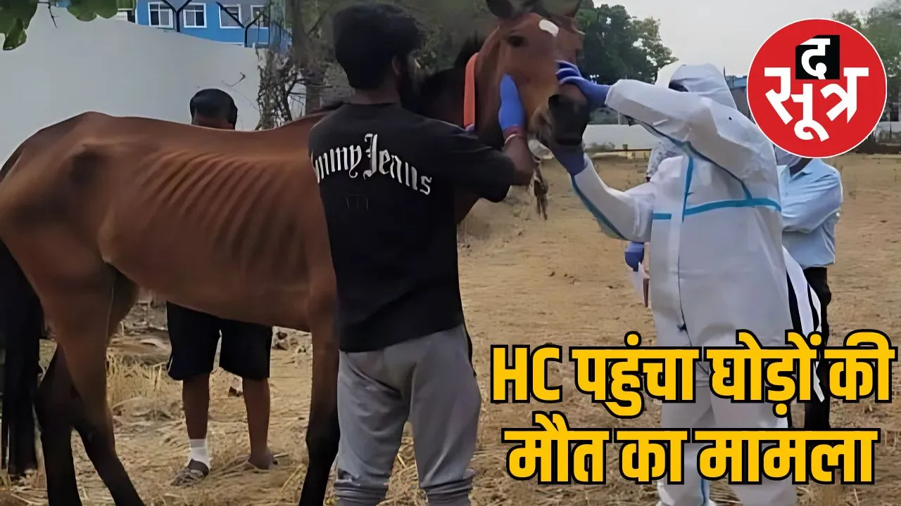 12 horses died