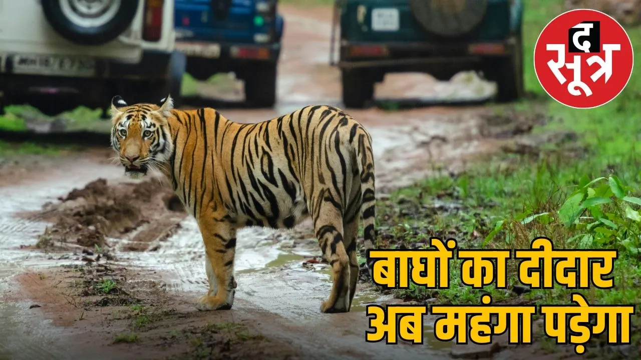 tiger