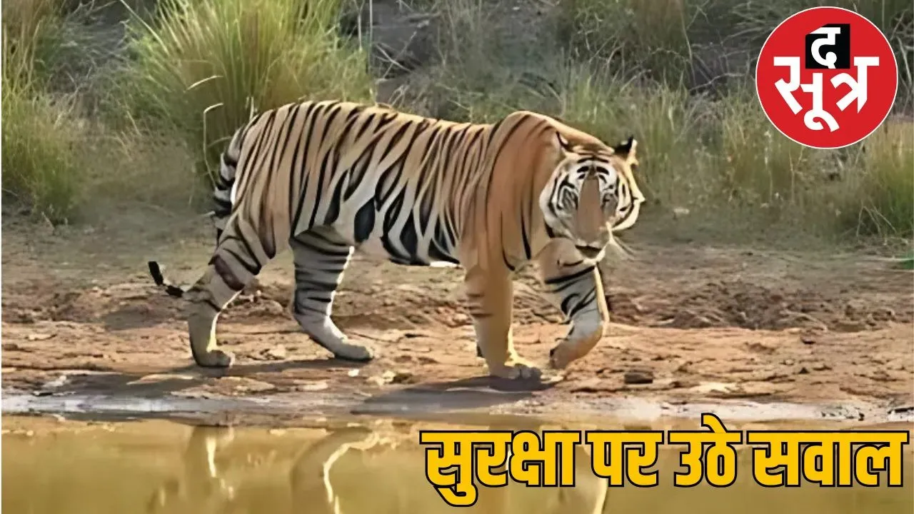 tiger in foresh