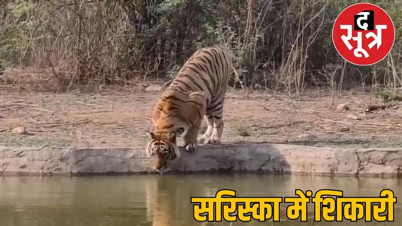 sariska tiger resarve