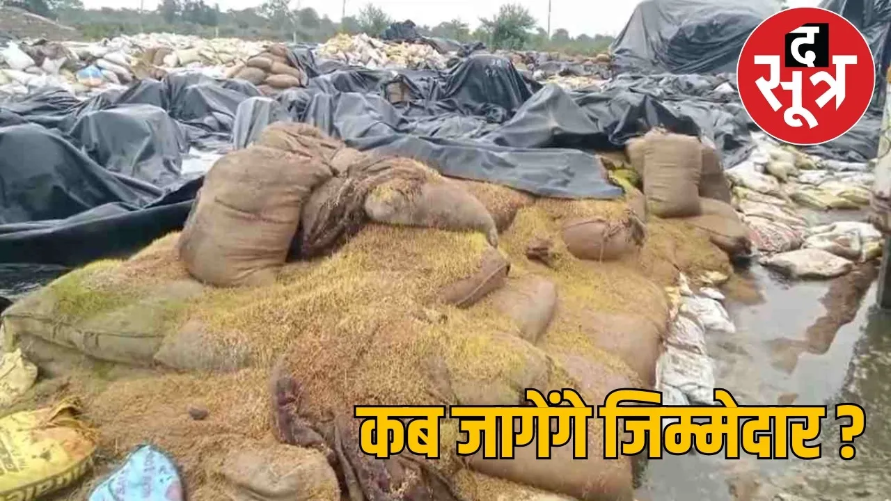 janjgir-champa-rain-damage-paddy the sootr